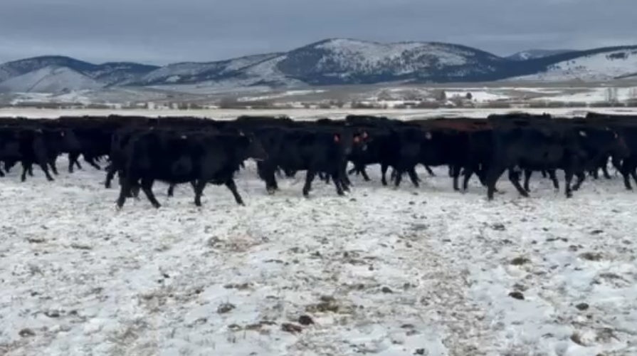 Just a real fancy set of cattle.-BC106B6